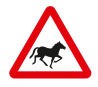 Wild horses or ponies