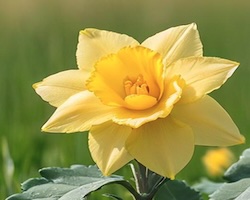 Daffodil