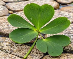 Shamrock