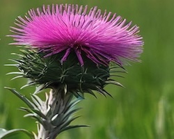 Thistle